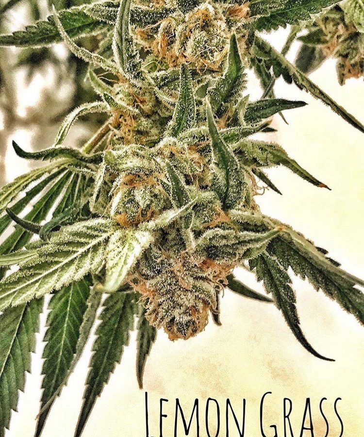 Best Naturals Certified Organic Lemongrass Essential Oil with Glass Dropper 4 FL OZ (120 ml)