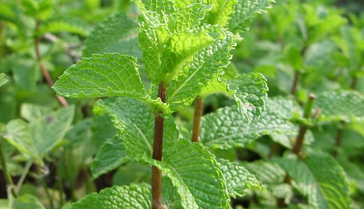 SPEARMINT Essential oil - Capital Elements 2 Wellness and Fitness