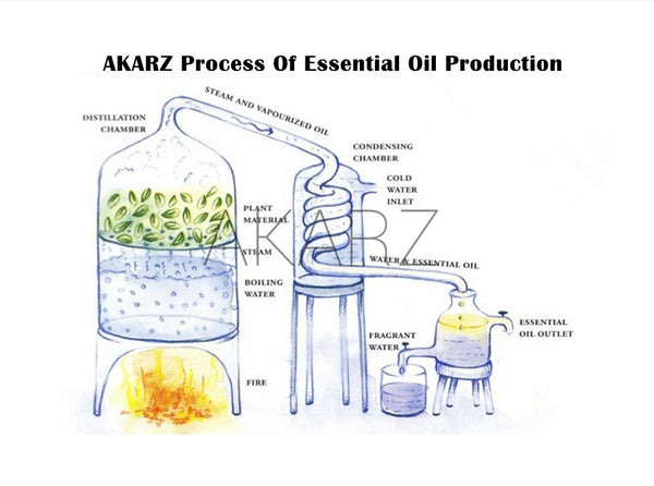 BASIL Essential Oil - Capital Elements 2 Wellness and Fitness