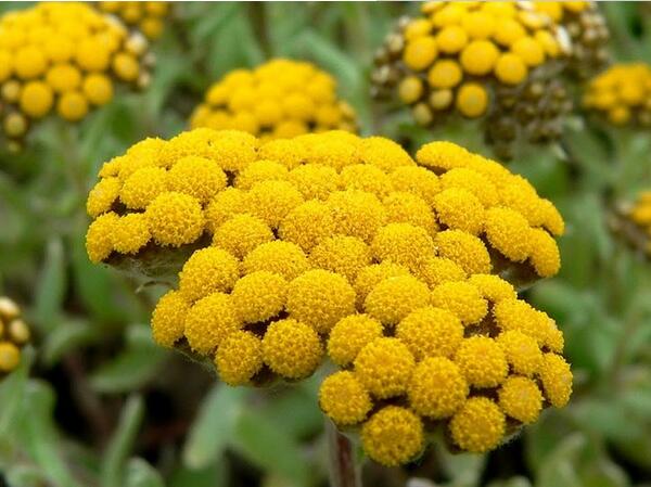 HELICHRYSUM Natural Essential Oil - Capital Elements 2 Wellness and Fitness